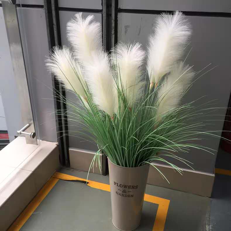 Dracaena Marginata - 90CM 5 Garpu Besar Tanaman Rumput