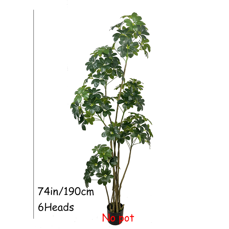 Pohon tropis besar Tanaman Fic - Dracaena Marginata ulasan dan harga