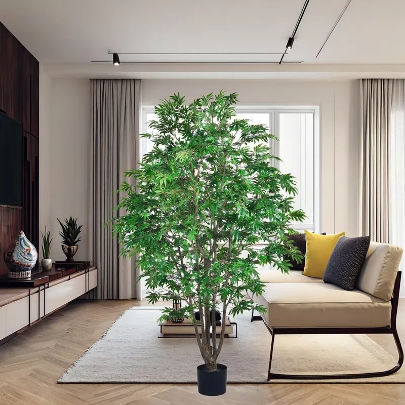 Pohon Maple Hijau Grosir Terla - Dracaena Marginata ulasan dan harga