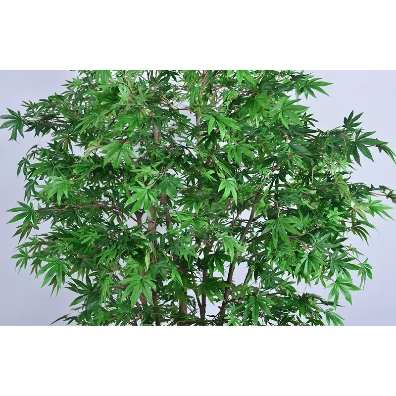 Pohon Maple Hijau Grosir Terla - Dracaena Marginata ulasan dan harga