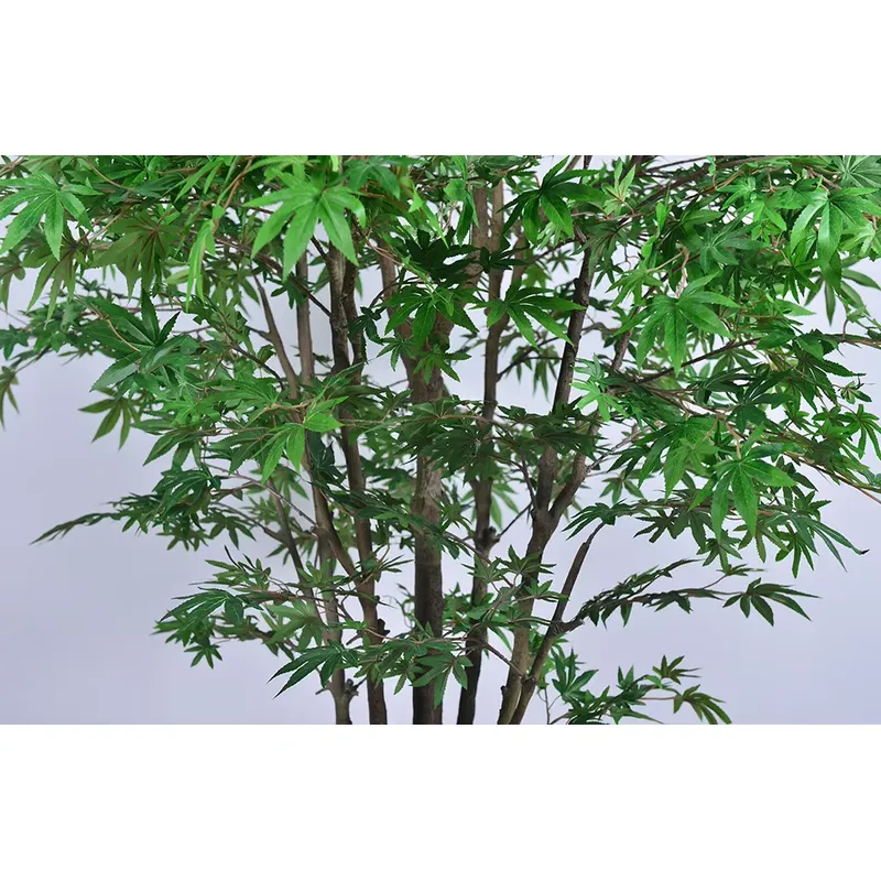 Pohon Maple Hijau Grosir Terla - Dracaena Marginata ulasan dan harga
