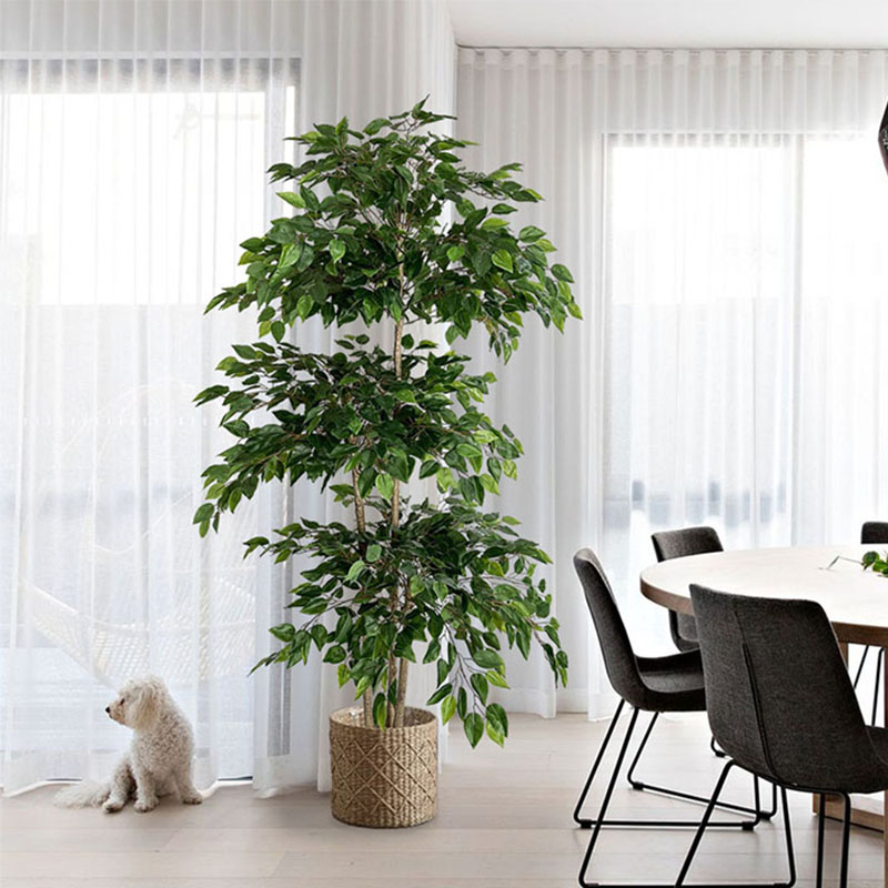 Tanaman tropis besar pohon bua - Ficus Lyrata Tree ulasan dan harga