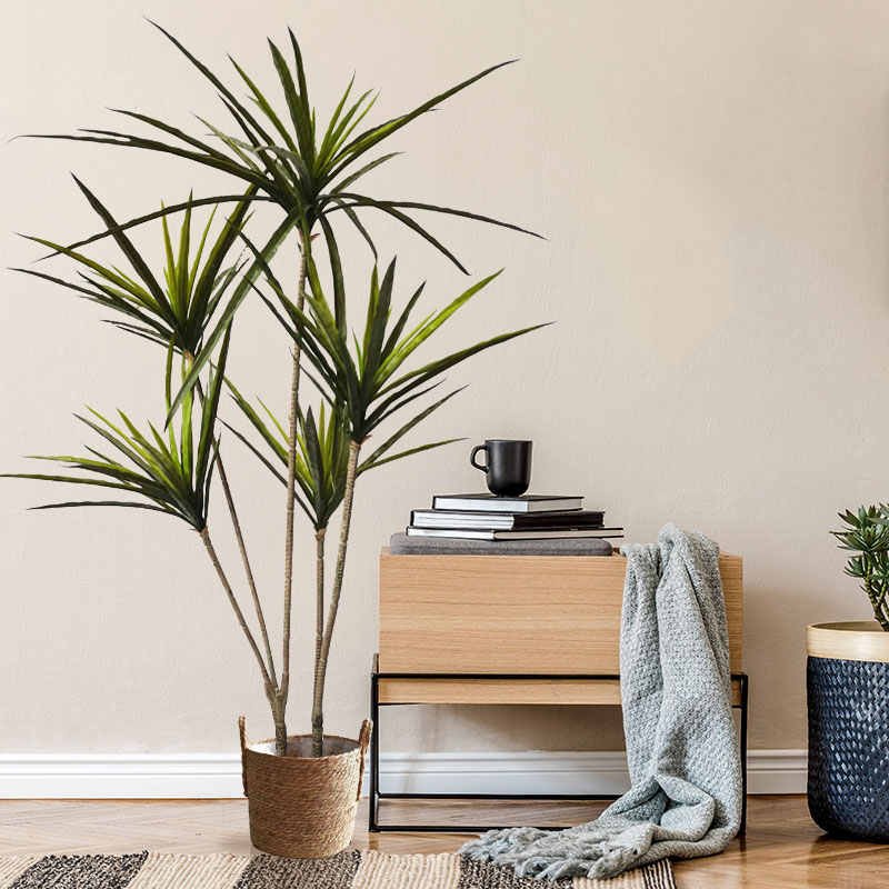90-120Cm Tanaman Dracaena Buat - Dracaena Marginata ulasan dan harga