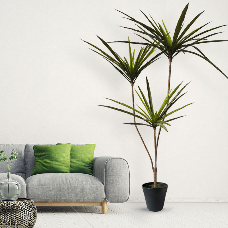 90-120Cm Tanaman Dracaena Buat - Dracaena Marginata ulasan dan harga