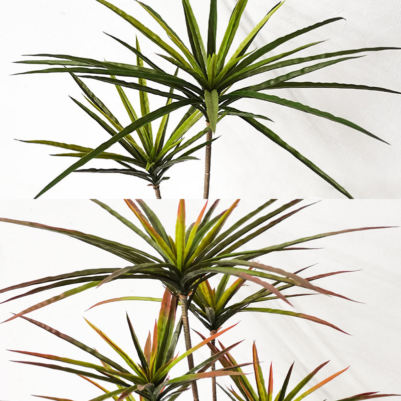 90-120Cm Tanaman Dracaena Buat - Dracaena Marginata ulasan dan harga
