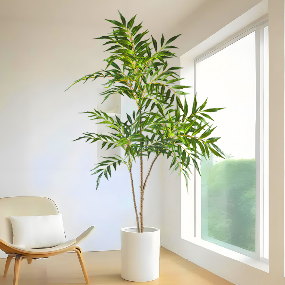 78-140Cm Tanaman Nandina Buata - Dracaena Marginata ulasan dan harga