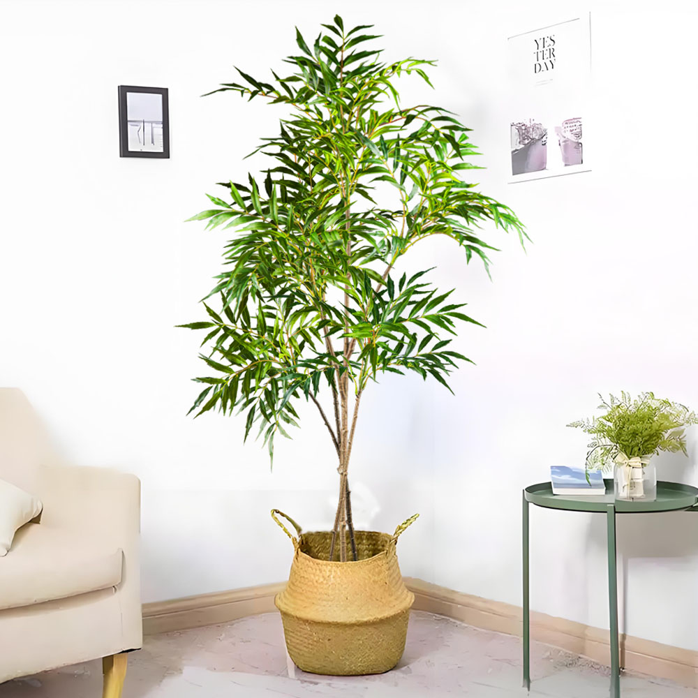 78-140Cm Tanaman Nandina Buata - Dracaena Marginata ulasan dan harga