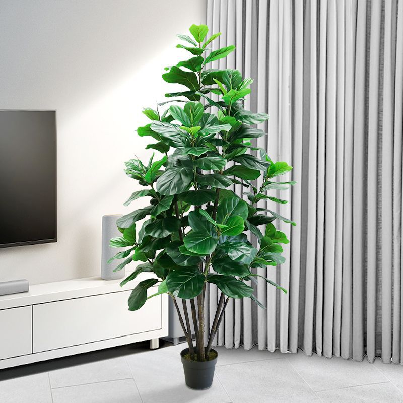 35-150cm Pohon Tropis Besar Ta - Ficus Lyrata Tree ulasan dan harga