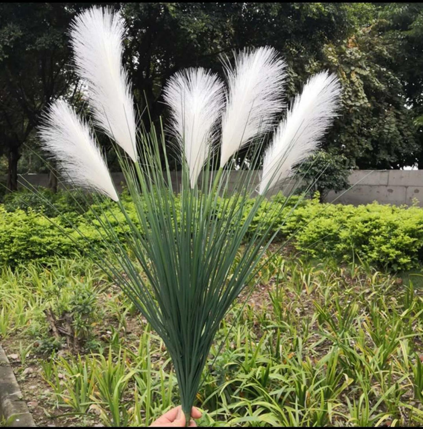 90CM 5 Garpu Besar Tanaman Rum - Dracaena Marginata ulasan dan harga